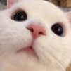 Фанатка котів