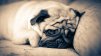 Puggy one