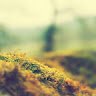 Placid