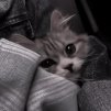 (๑ↀᆺↀ๑)