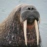 Walrus_Morj