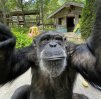 harambo