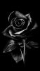 25DaRk55