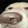Lemon_citrus