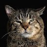 Kit Manul