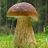 Микола Пасько