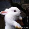 Ваня Илащук