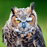 Olaff