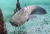 blackcatfish