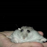 Скороба