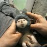 TarasBubu