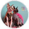 Floksi Pet