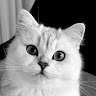 Paiunov
