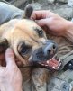 Dog_AI