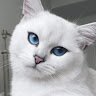 Olga 32