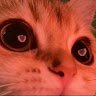Muffin_2