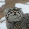 Manul_Dady