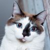Snowshoe