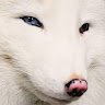 White Fox