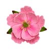 Sweet_Peony