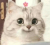 Vikky Kitty