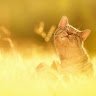 Marycat18