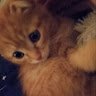 kitty_cat