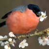 Bullfinch