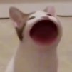 Tapo4ek