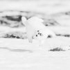 Andy_C. Q_ERMINE