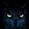imagine_owl