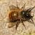 osmia