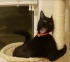 InspectorCat