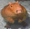 kuggis