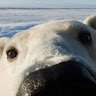 White Bear_2