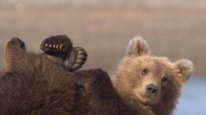 кадри з серіалу Очима гризлі