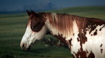 кадри з фільму Ідальґо