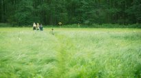 кадри з фільму Коли падають дерева