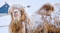 кадри з фільму Арктичні верблюди