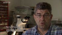 кадри з фільму Таємниця зникнення бджіл