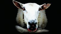 кадри з фільму Зіпсована вівця / Шолудива вівця /Ричання ягнят