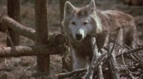 кадри з фільму На межі божевілля