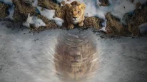 кадри з фільму Муфаса: Король Лев