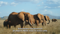 кадри з фільму Королева слонів