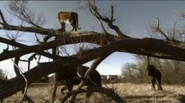кадри з фільму Земля: Життя без людей