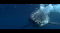 кадри з фільму Відкрите море: Нові жертви
