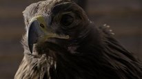 кадри з серіалу Вижити у племені