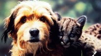 кадри з фільму Гонитва за Бенджі