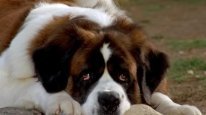 кадри з фільму Бетховен 5