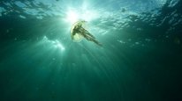 кадри з фільму Морські паразити